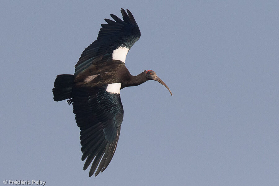 Red-naped Ibis, Flight