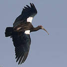 Ibis noir