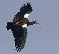 Red-naped Ibis