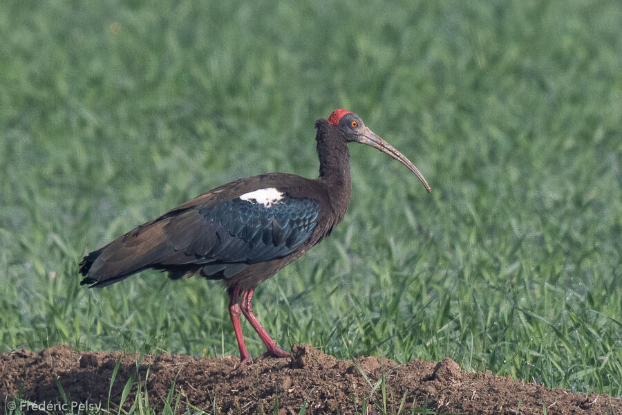 Red-naped Ibis