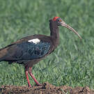 Ibis noir