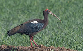 Red-naped Ibis