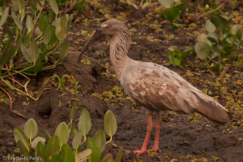 Ibis plombé