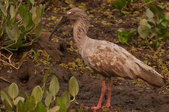 Ibis plombé