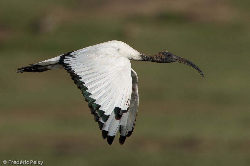 Ibis sacréadulte