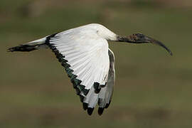 African Sacred Ibis