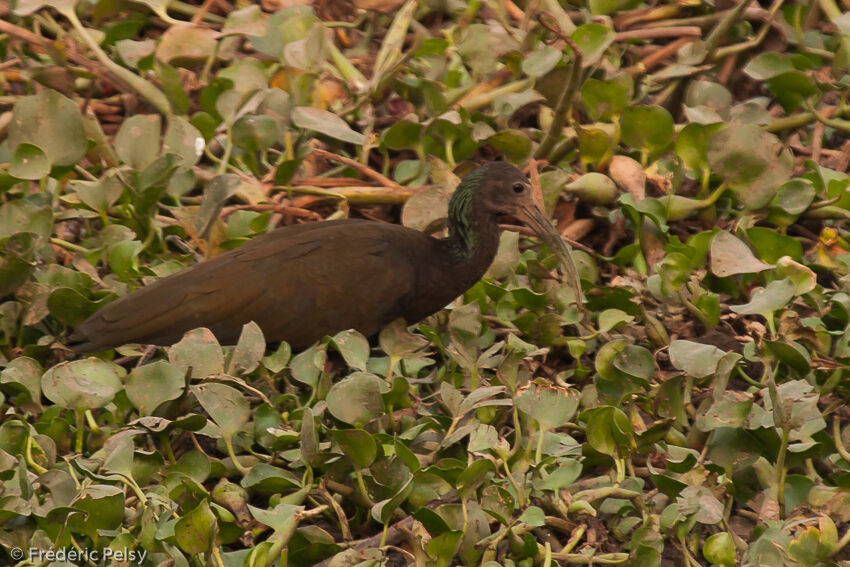 Green Ibis