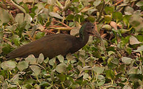 Green Ibis