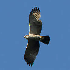 Aigle à ventre roux