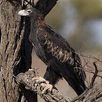 Aigle d'Australie