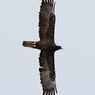 Aigle de Wahlberg