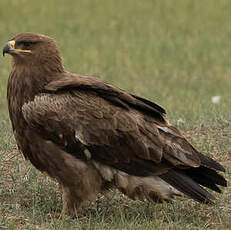 Aigle des steppes