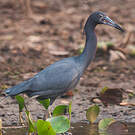 Aigrette bleue