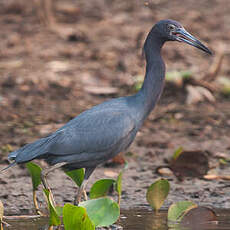 Aigrette bleue