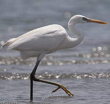 Aigrette des récifs