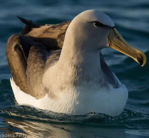 Albatros de Salvin