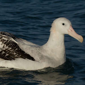 Albatros des Antipodes