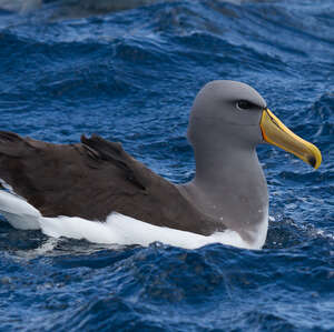 Albatros des Chatham