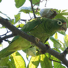 Amazone de Porto Rico