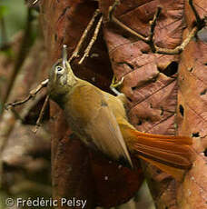 Anabate montagnard