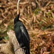 Anhingidés