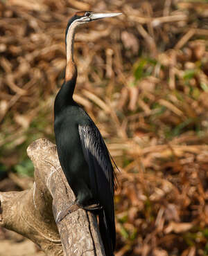 Anhinga d'Afrique