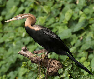 Anhinga d'Afrique