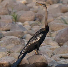 Anhinga roux