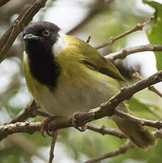 Apalis à face noire