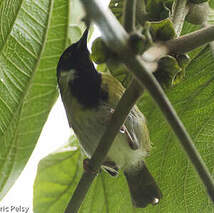 Apalis à face noire