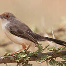 Apalis à front roux