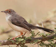 Apalis à front roux