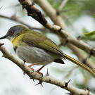 Apalis à gorge jaune