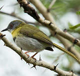 Apalis à gorge jaune