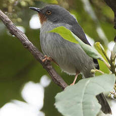 Apalis à gorge marron