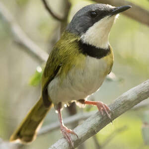 Apalis de Rudd