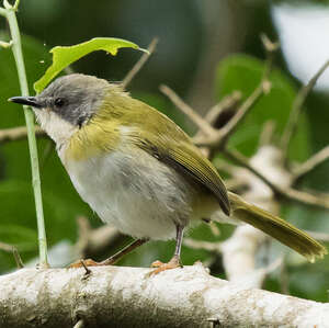 Apalis de Rudd