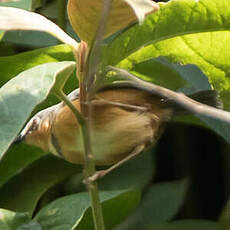 Apalis du Ruwenzori