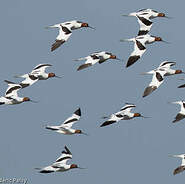 Avocette d'Australie