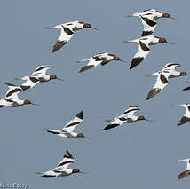 Avocette d'Australie