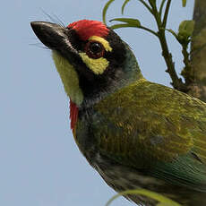 Barbu à plastron rouge