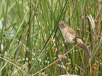 Bouscarle caqueteuse