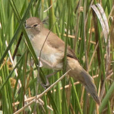 Bouscarle caqueteuse