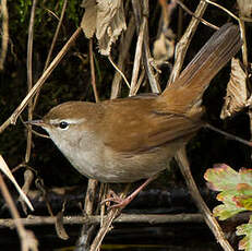 Bouscarle de Cetti