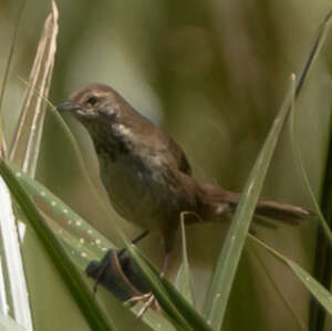 Bouscarle de Grauer