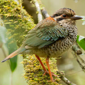 Brachyptérolle écaillé