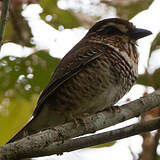 Brachyptéraciidés