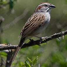 Bruant à calotte rayée