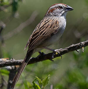 Bruant à calotte rayée