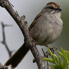 Bruant à calotte rayée